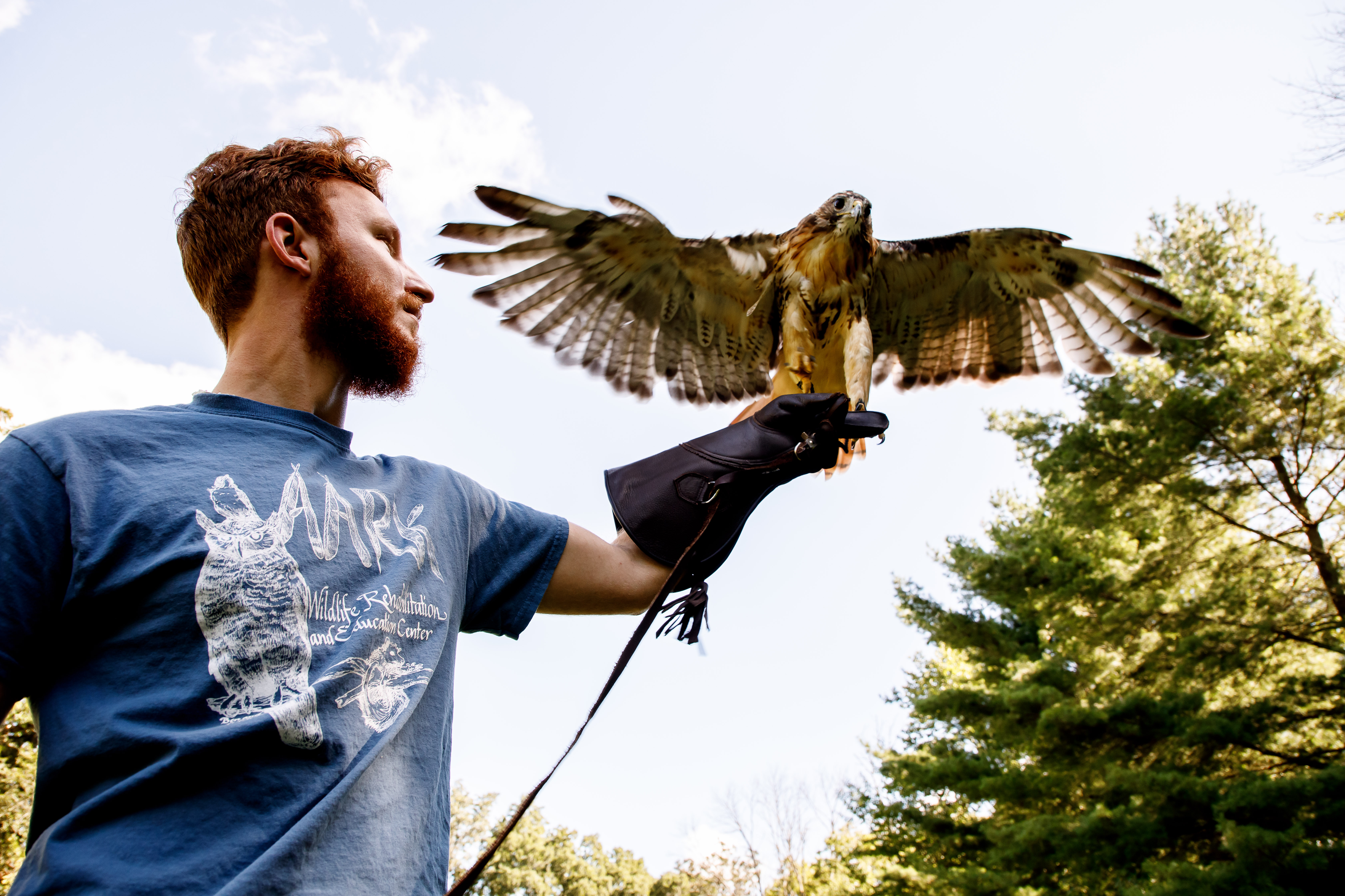 A male student is holding and looking up at a hawk with its wings spread open. 