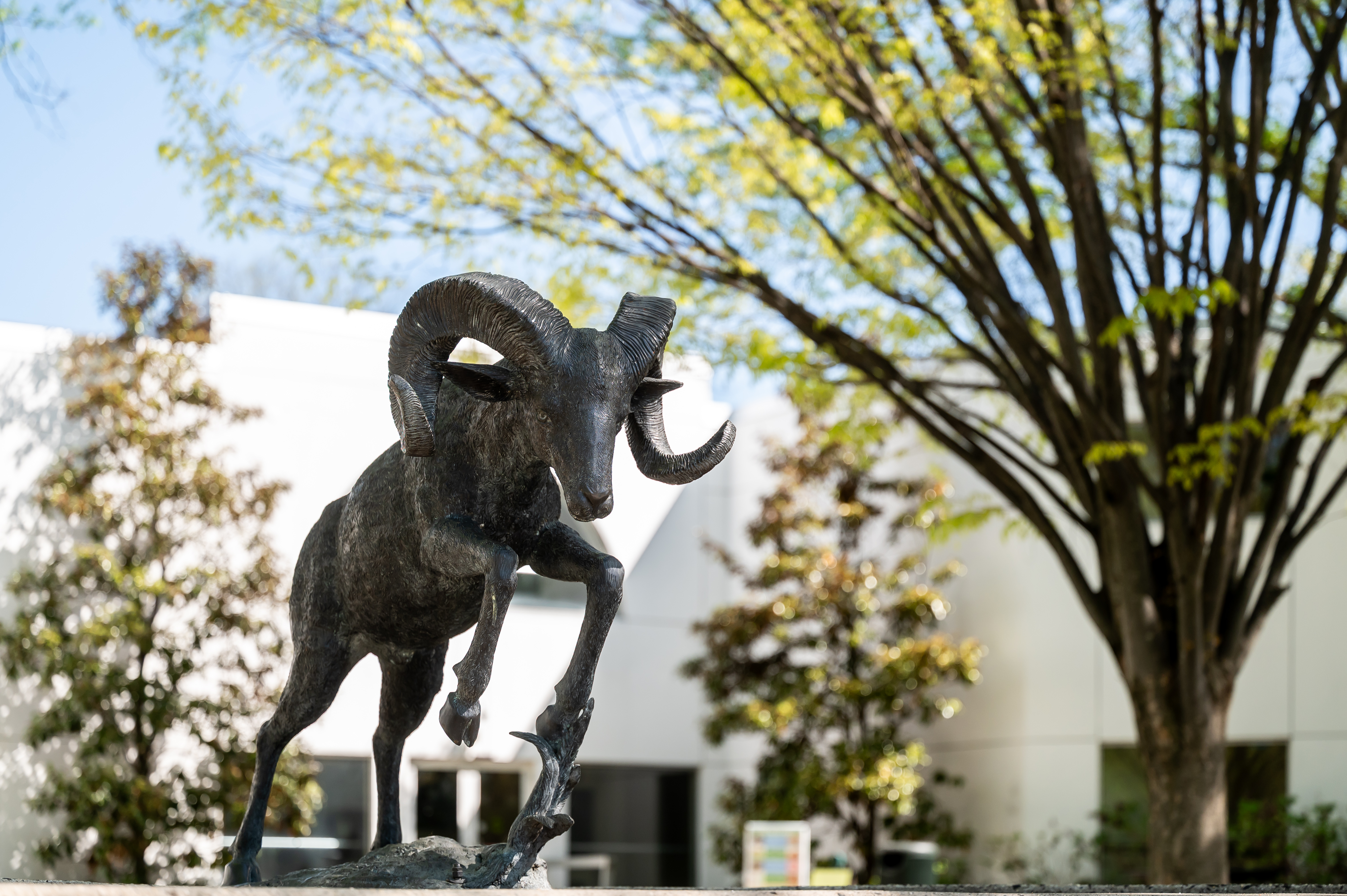 A statue of the mascot, Caesar, in the student center courtyard. 