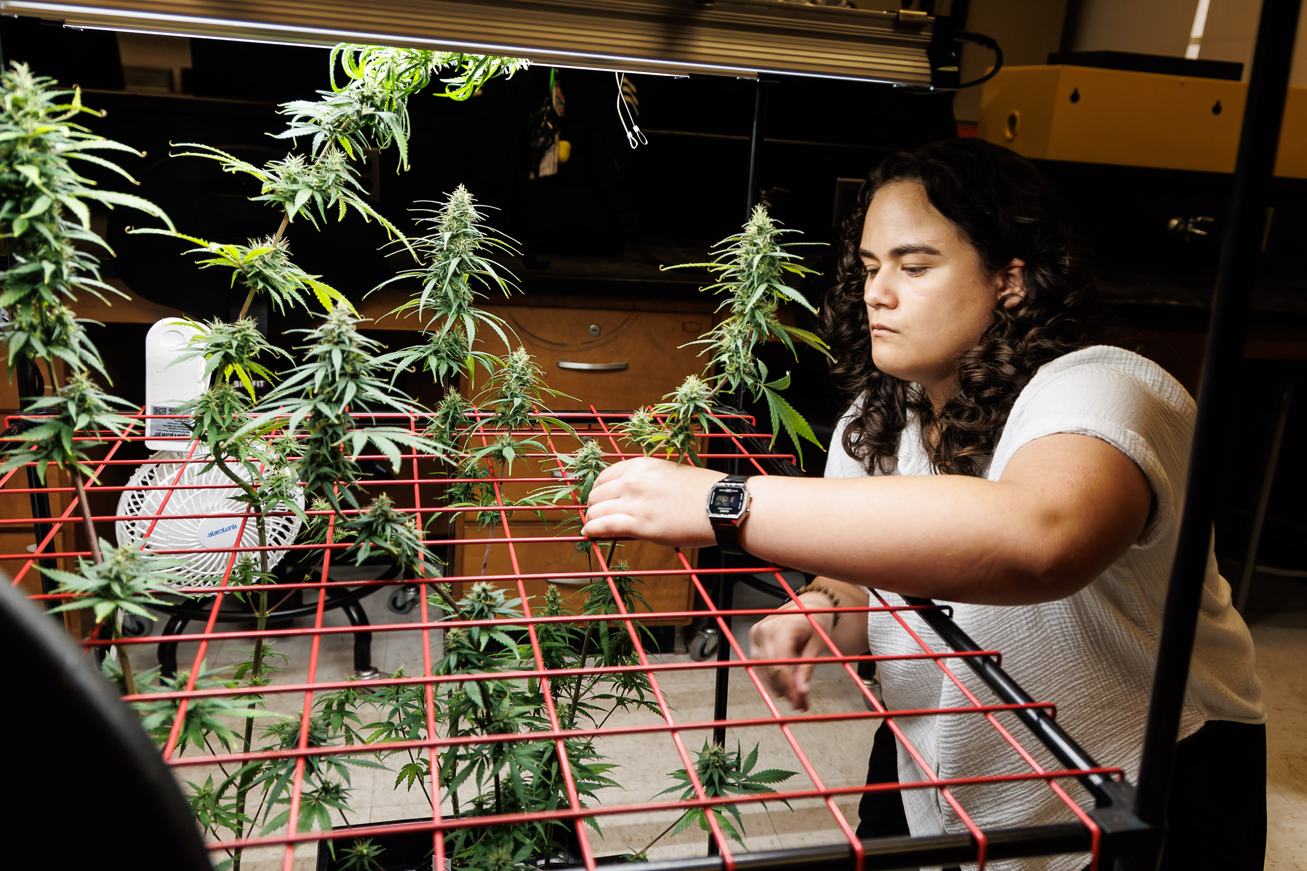 A student in a Cannabis lab working with hemp plants. 
