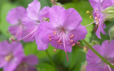 Detail photo of a purple azalea.