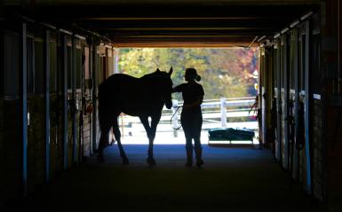 A silhouette of a girl and a horse standing.