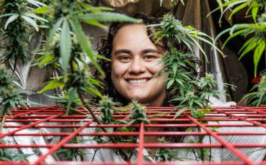 A cannabis major in the lab with hemp plants