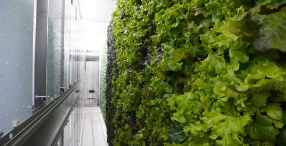 Freight Farm Produce 