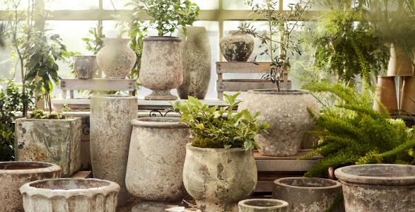 A group of potted flowers at Terrain. 