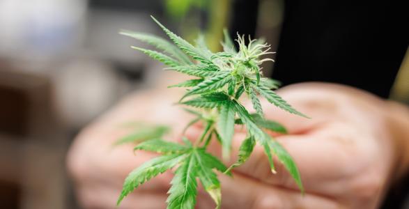 A hemp branch being held in someones hands. 