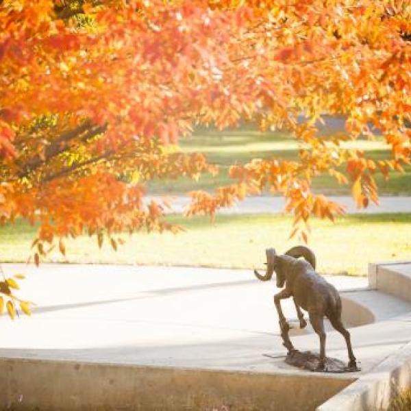A statue of a ram on campus