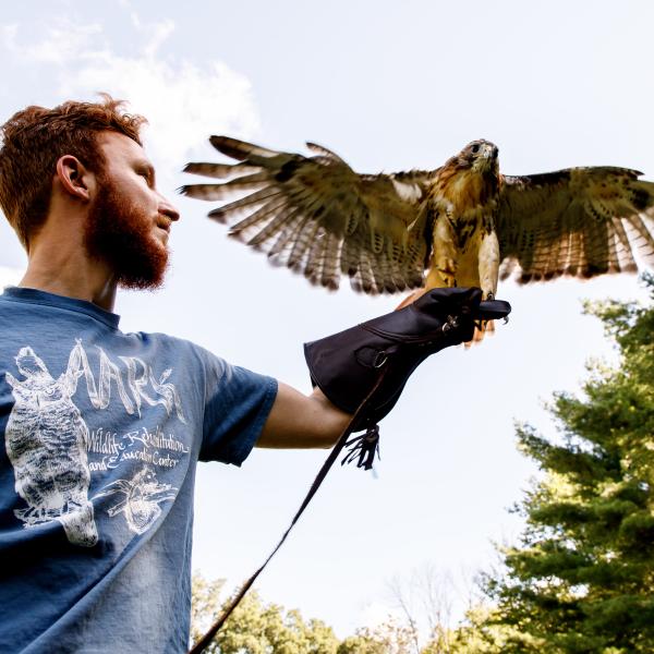 A DelVal student interning at AARK wildlife is handling a hawk.