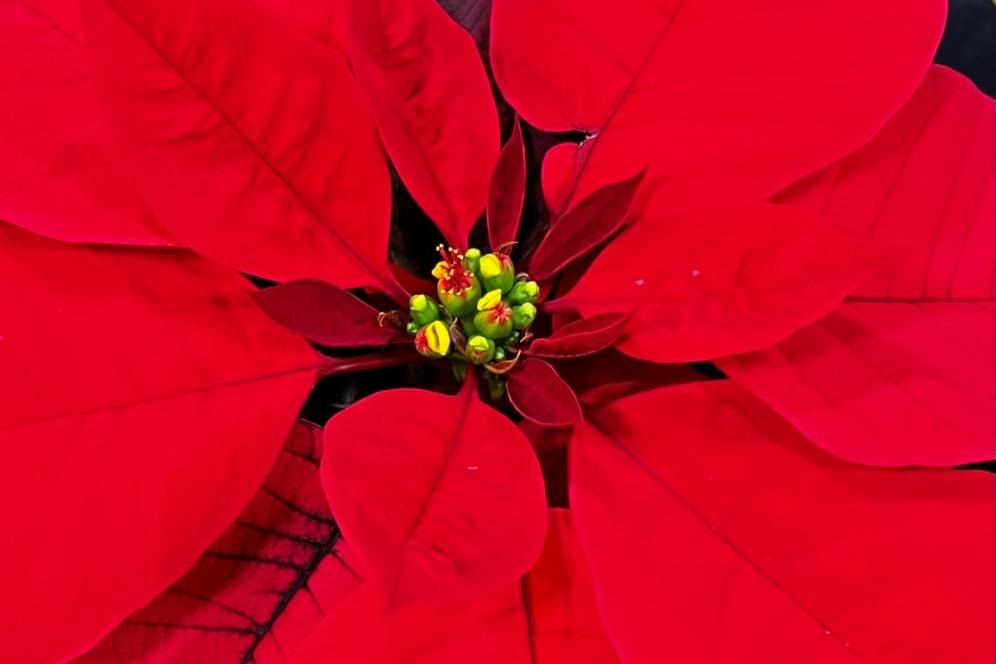 Pointsettas Delaware Valley University Horticulture Program