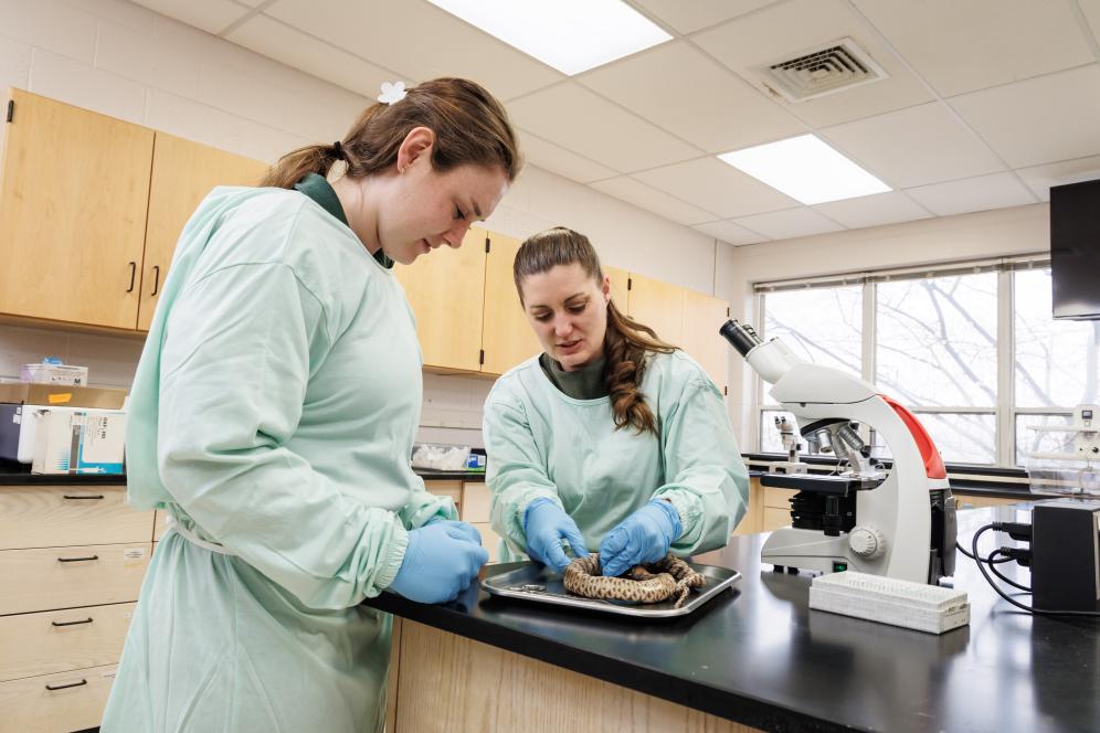 A student is examining and dissecting a snake in the lab with Dr. Reichner. 