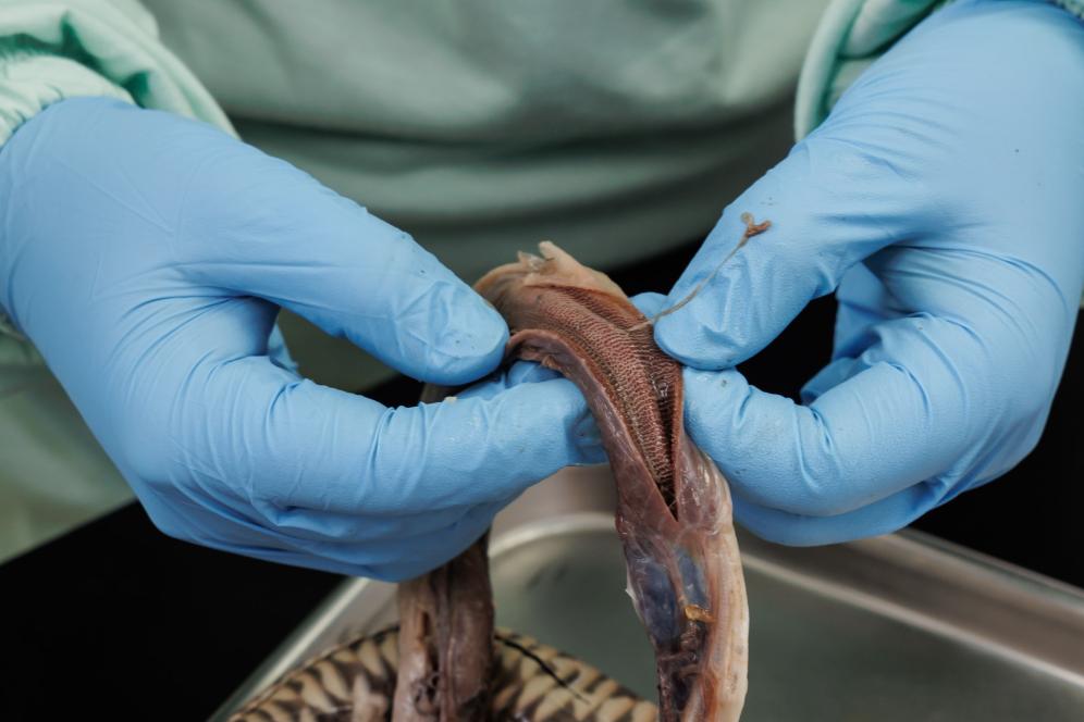 A student is examining and dissecting a snake in the lab with Dr. Reichner. 