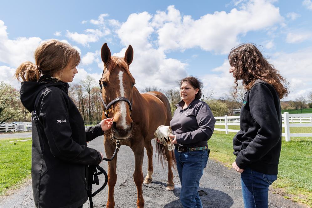 Rebecca Splan is holding a horse skull and working with two students outdoors on horse anatomy. 