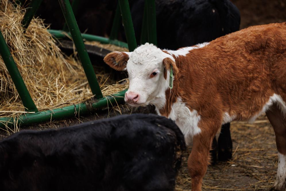 A baby calf with red and white hair photographed in the dairy. 