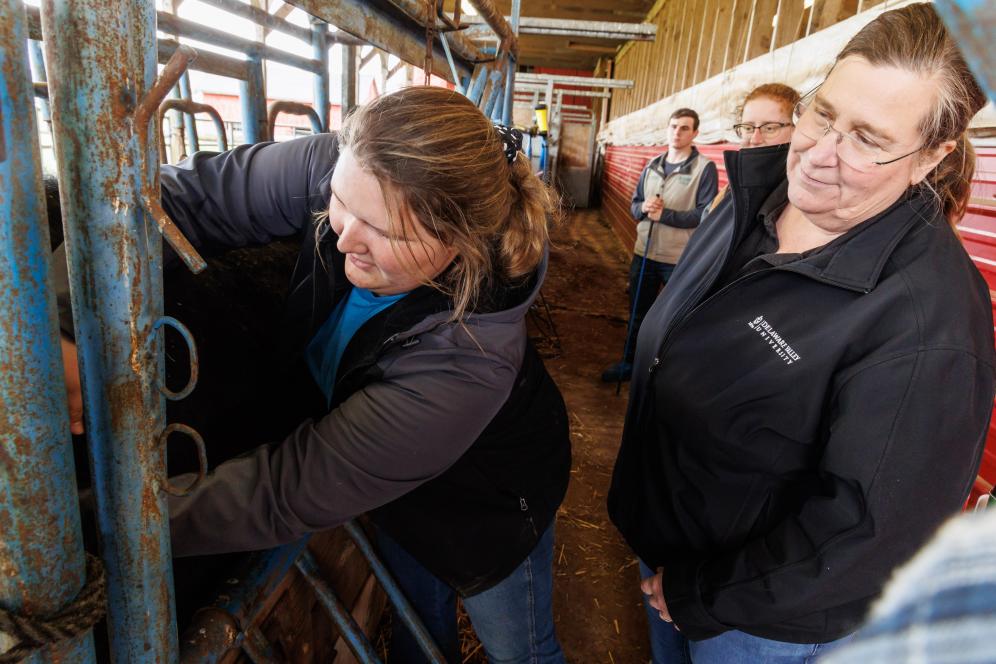 Joanne is working with a few students in the dairy barn with a cow.