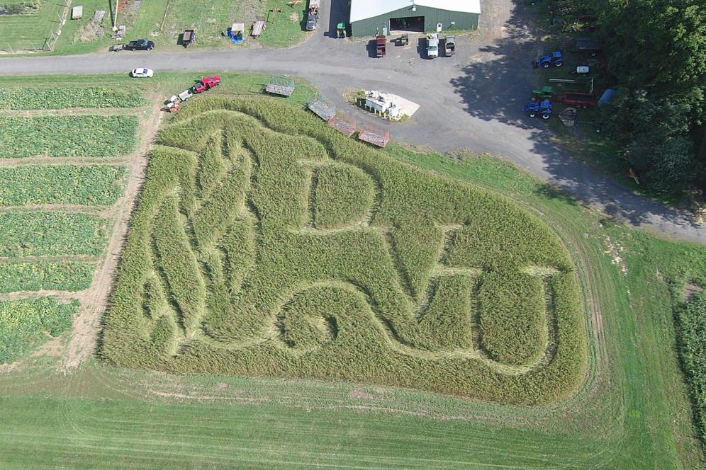 The hemp field photographed from an aerial view, and the field shapes the letters DVU. 