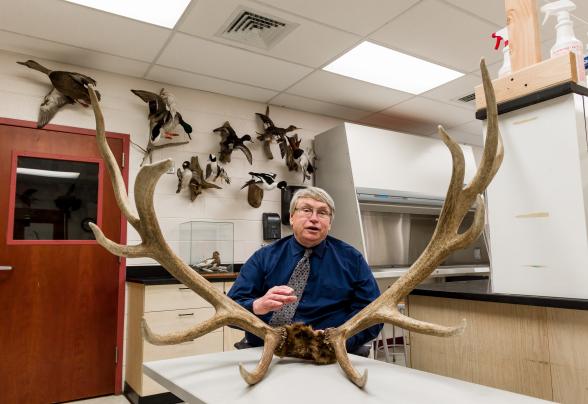 Reg hoyt, professor of biotechnology and conservation, is displaying an antler on a desk.