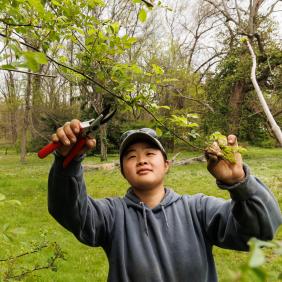 Larissa Li, a horticulture alumna, is cutting a branch off a tree.