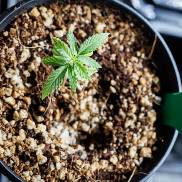 Cannabis Research