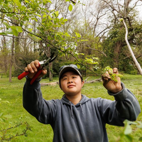 A female horticulture student is cutting a branch.