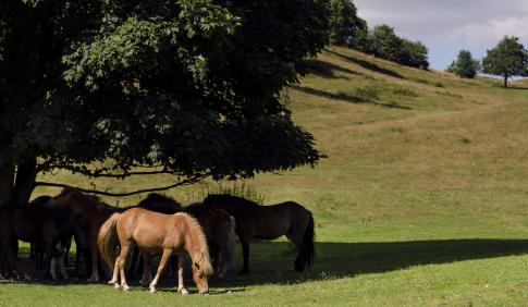 Horses in a field