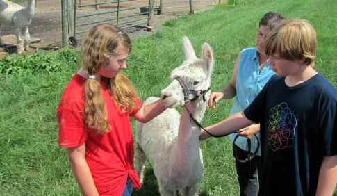 Youth students working with an alpaca