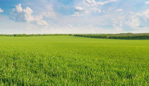 A green field