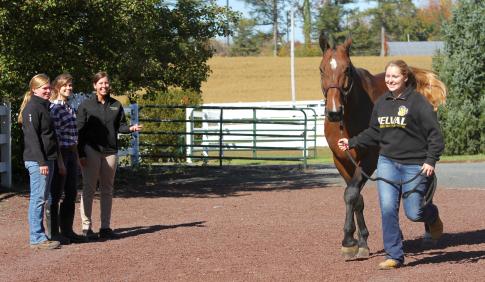 showing a horse