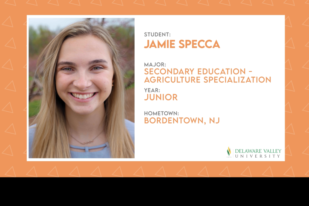 Jamie Specca title key frame