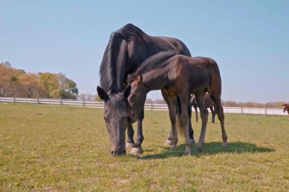 equine horse and babe
